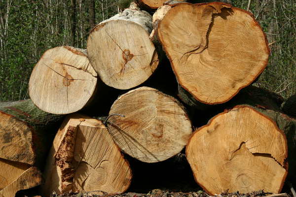 Bois de chauffage - Exploitation Forestière Mont de Marsan